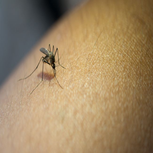 Overdracht van malariaparasieten door nieuw medicijn geblokkeerd